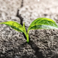 Small green plant growing through crack in ground