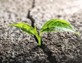 Small green plant growing through crack in ground