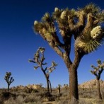 True Calling Tip: What Makes You Unique?